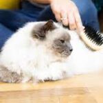 Hair Loss In Cats